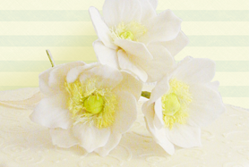 Sockerblommor
